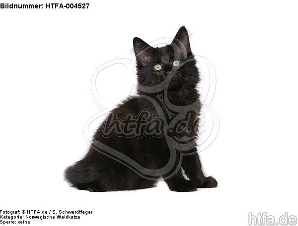 Norwegische Waldkatze Kätzchen / norwegian forestcat kitten / HTFA-004527