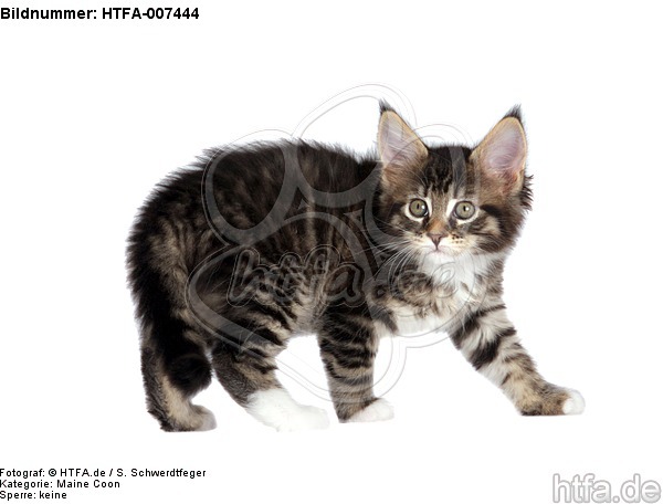 Maine Coon Kätzchen / maine coon kitten / HTFA-007444