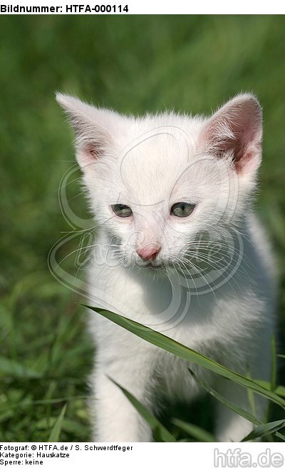 Kätzchen Portrait / kitten portrait / HTFA-000114