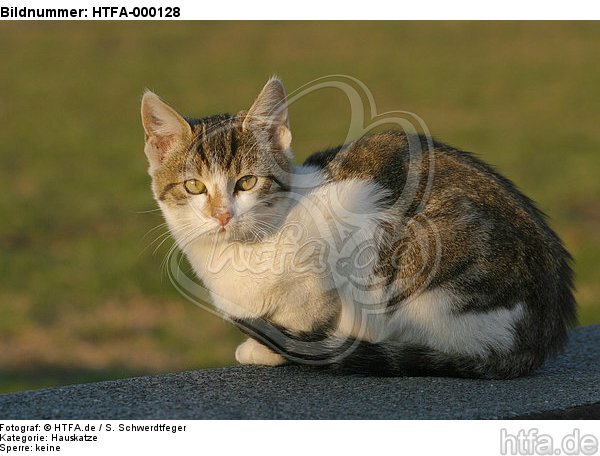 Hauskatze im Abendlicht / domestic cat / HTFA-000128