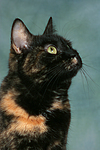 Hauskatze / domestic cat