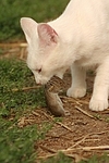 Hauskatze mit Maus / domestic cat with mouse