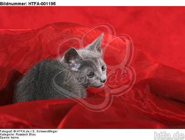 Russisch Blau Kätzchen / russian blue kitten / HTFA-001195