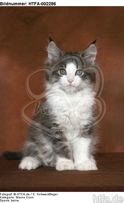Maine Coon Kätzchen / maine coon kitten / HTFA-002286