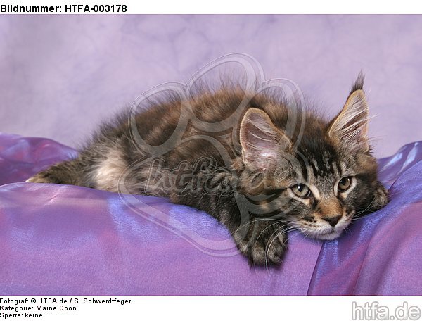 Maine Coon Kätzchen / maine coon kitten / HTFA-003178