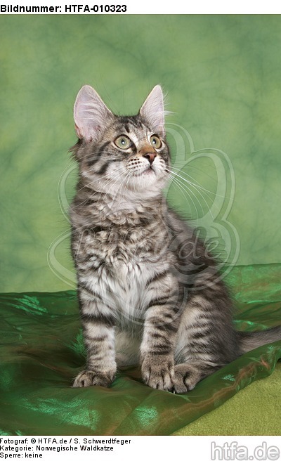 sitzendes Norwegisches Waldkätzchen / sitting Norwegian Forestcat kitten / HTFA-010323