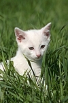 weißes Kätzchen / white kitten