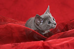 Russisch Blau Kätzchen / russian blue kitten