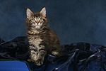 Maine Coon Kätzchen / maine coon kitten