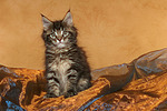 Maine Coon Kätzchen / maine coon kitten