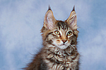 Maine Coon Kätzchen / maine coon kitten