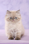 sitzendes Perser Colourpoint Kätzchen / sitting persian colourpoint kitten