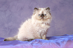 sitzendes Perser Colourpoint Kätzchen / sitting persian colourpoint kitten