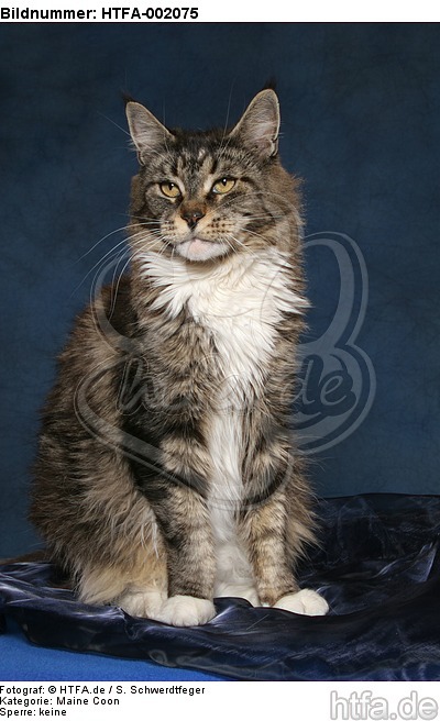 Maine Coon / HTFA-002075