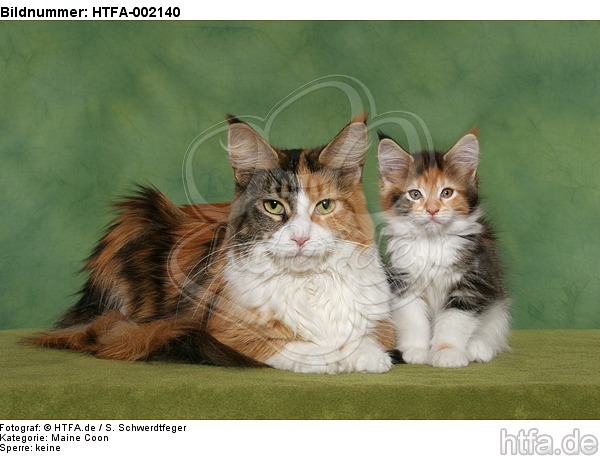 Maine Coon / HTFA-002140