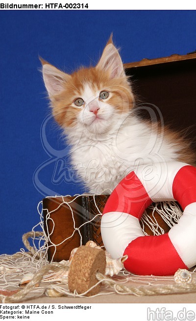 Maine Coon Kätzchen / maine coon kitten / HTFA-002314