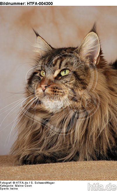 Maine Coon / HTFA-004300