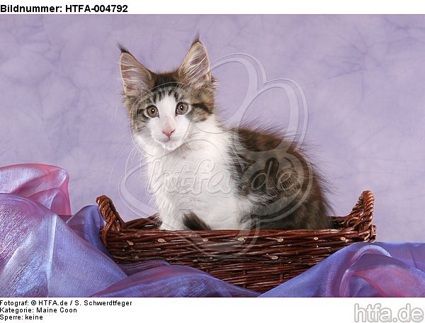 Maine Coon Kätzchen / maine coon kitten / HTFA-004792