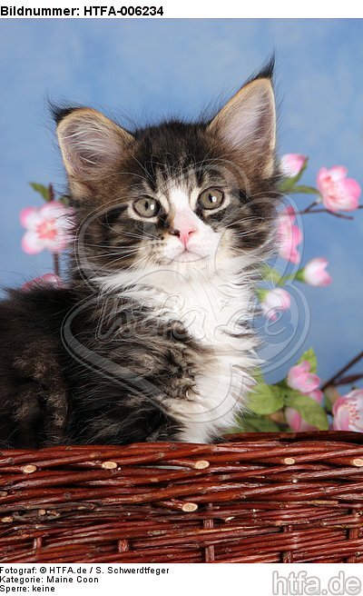 Maine Coon Kätzchen / maine coon kitten / HTFA-006234