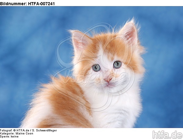 Maine Coon Kätzchen / maine coon kitten / HTFA-007241