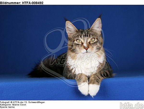 liegende Maine Coon / lying maine coon / HTFA-008492