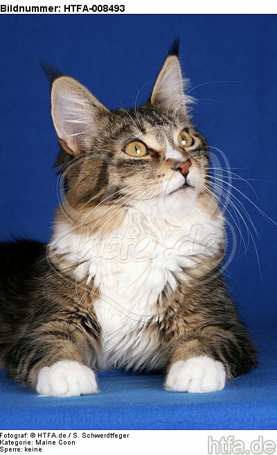 liegende Maine Coon / lying maine coon / HTFA-008493