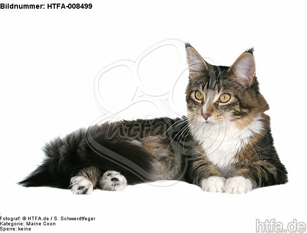 liegende Maine Coon / lying maine coon / HTFA-008499