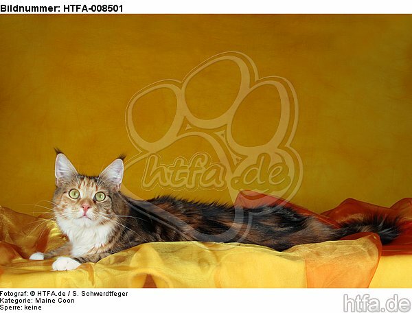 liegende Maine Coon / lying maine coon / HTFA-008501