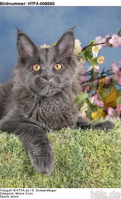 junge Maine Coon / young maine coon / HTFA-008660