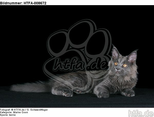 junge Maine Coon / young maine coon / HTFA-008672