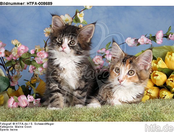 Maine Coon Kätzchen / maine coon kitten / HTFA-008689