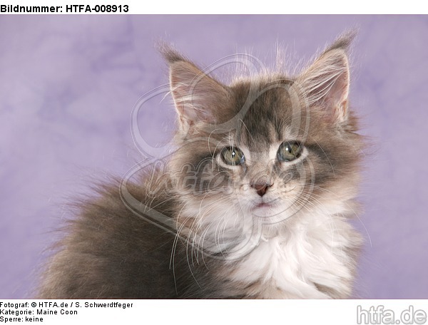 Maine Coon Kätzchen / maine coon kitten / HTFA-008913