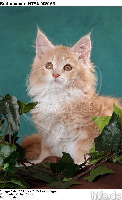 Maine Coon Kätzchen / maine coon kitten / HTFA-009166