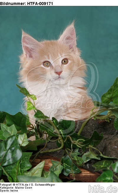 Maine Coon Kätzchen Portrait / maine coon kitten portrait / HTFA-009171