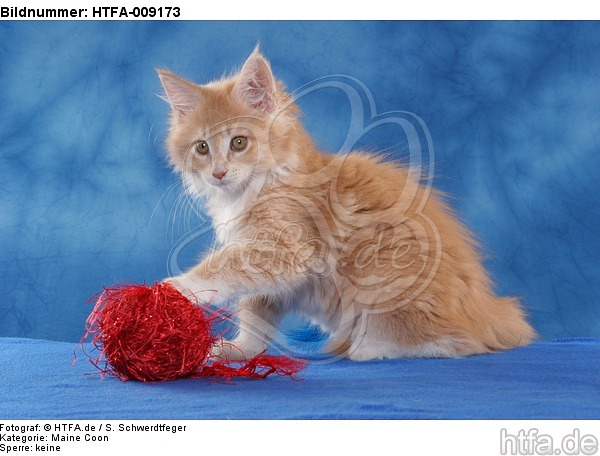 spielendes Maine Coon Kätzchen / playing maine coon kitten / HTFA-009173