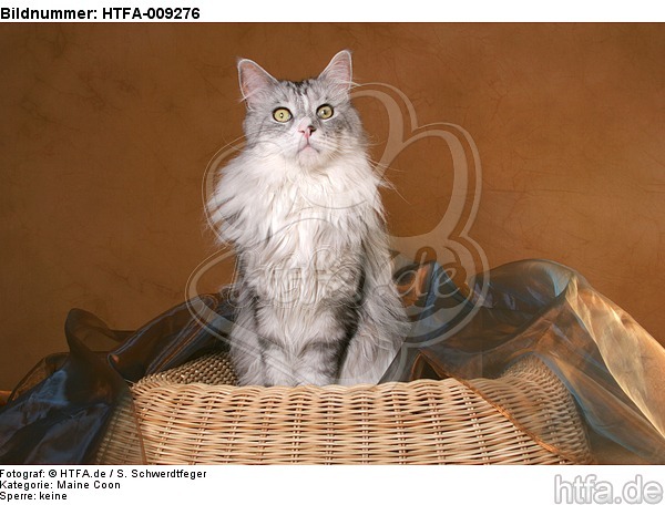 sitzende Maine Coon / sitting Maine Coon / HTFA-009276