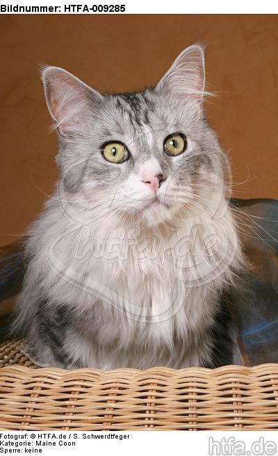 Maine Coon Portrait / HTFA-009285