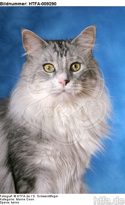 Maine Coon Portrait / HTFA-009290