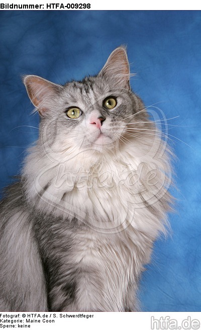 Maine Coon Portrait / HTFA-009298