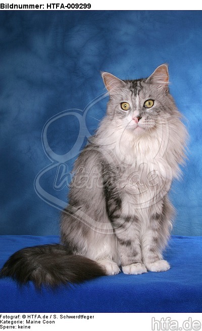 sitzende Maine Coon / sitting Maine Coon / HTFA-009299