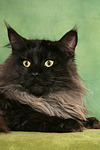 Maine Coon