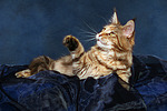 Maine Coon