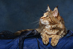 Maine Coon