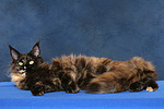 Maine Coon