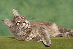 Maine Coon