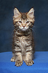 Maine Coon Kätzchen / maine coon kitten