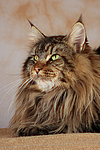 Maine Coon