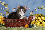 Maine Coon Kätzchen / maine coon kitten