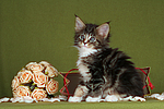 Maine Coon Kätzchen / maine coon kitten