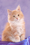 sitzendes Maine Coon Kätzchen / sitting maine coon kitten